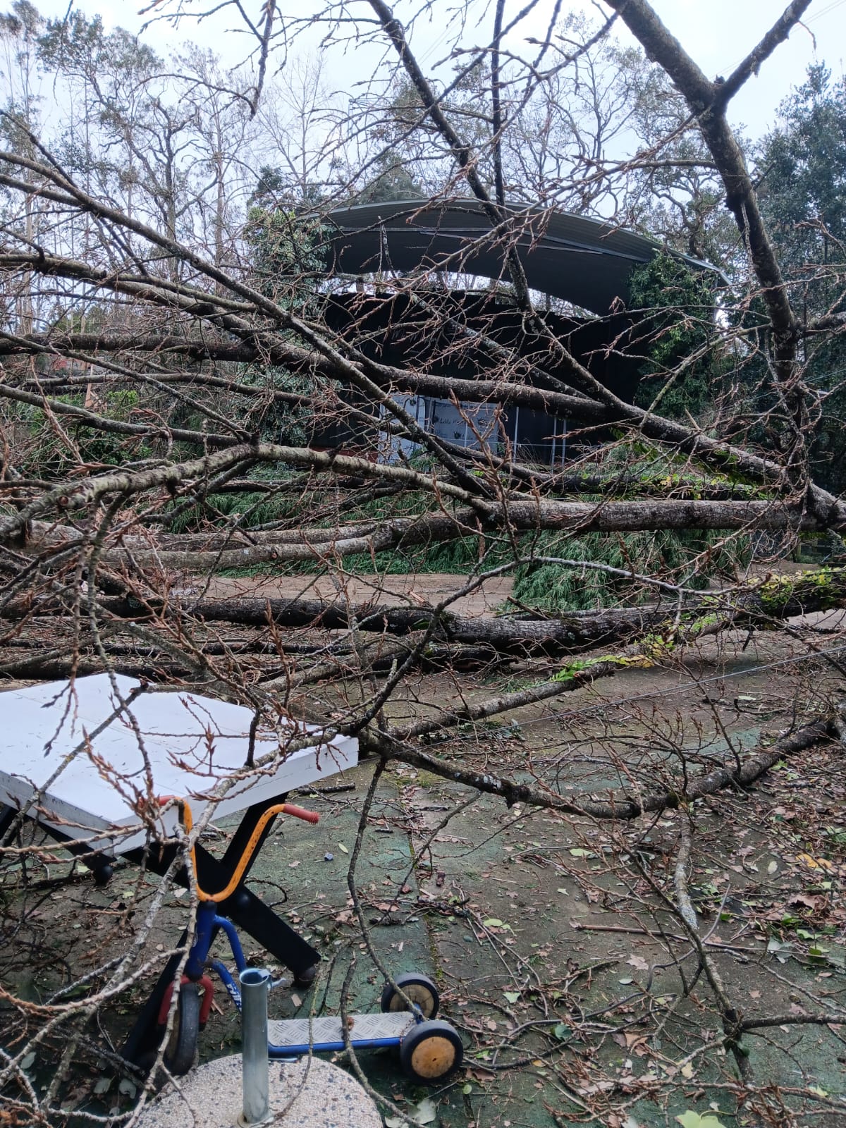 Árvores e galhos caídos junto ao edifício do Pé d'Lama após a tempestade
